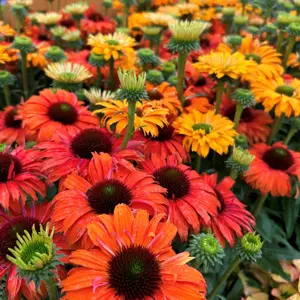 Echinacea 'Sunseekers Mineola'